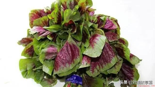 红苋菜和绿苋菜有什么区别