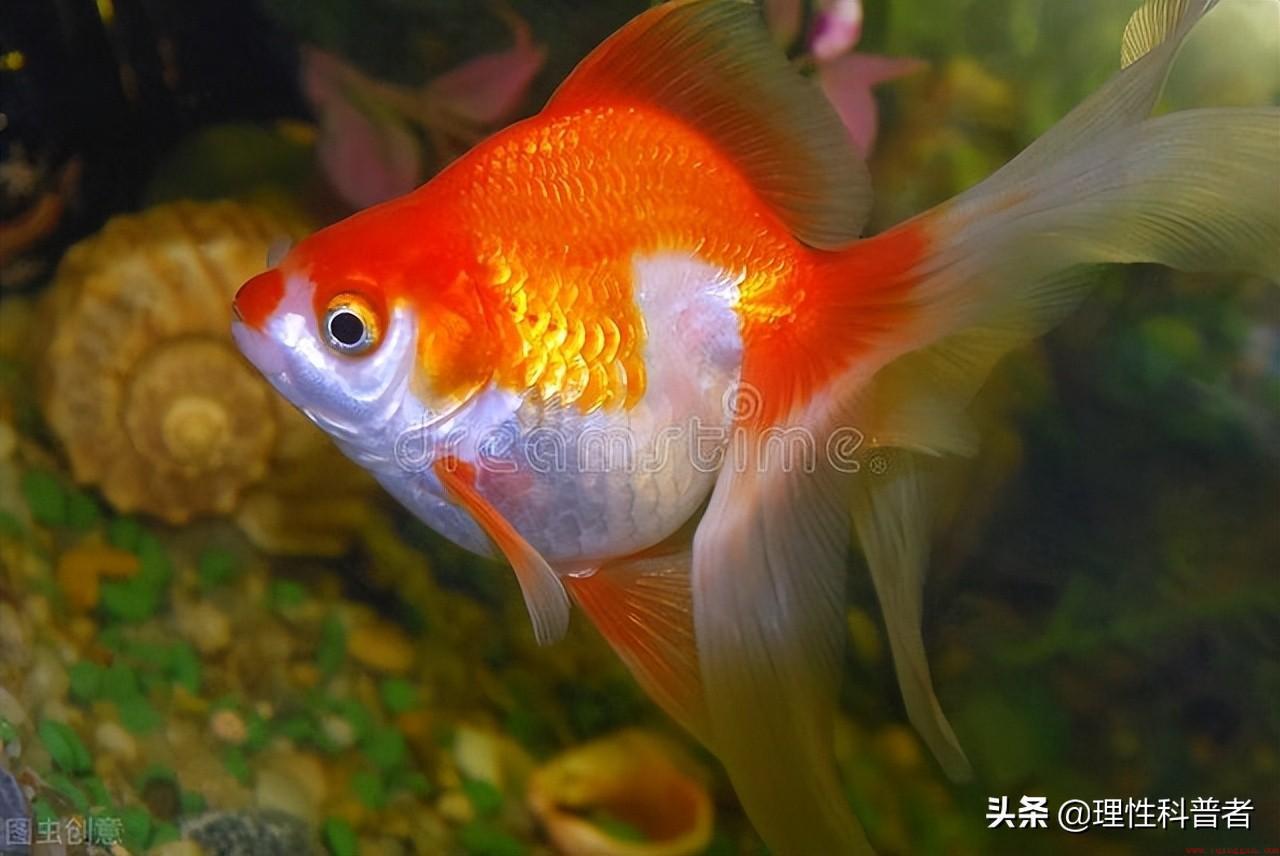 鱼是脊椎动物吗
