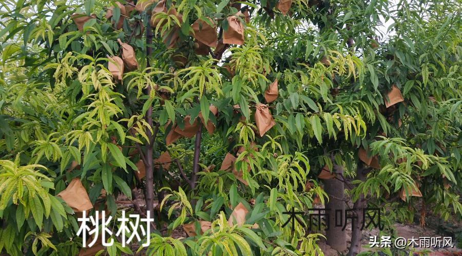 怎样打药防治病虫害更有效