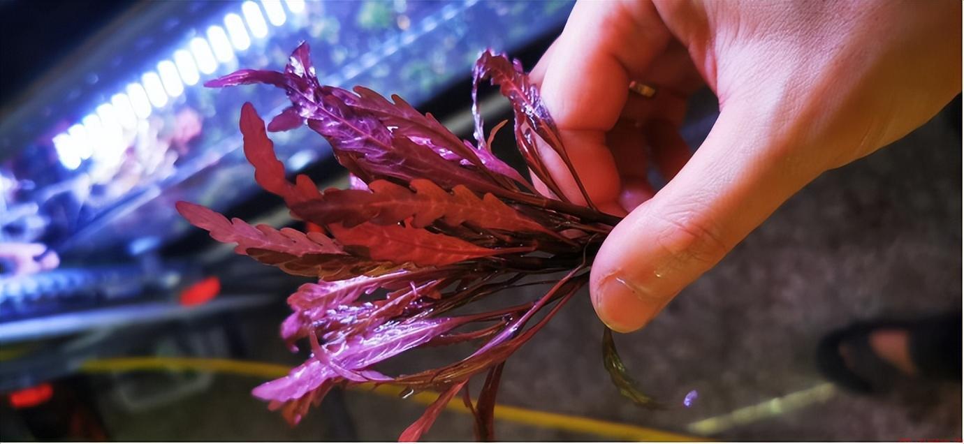 雨裂水蓑衣养殖心得分享