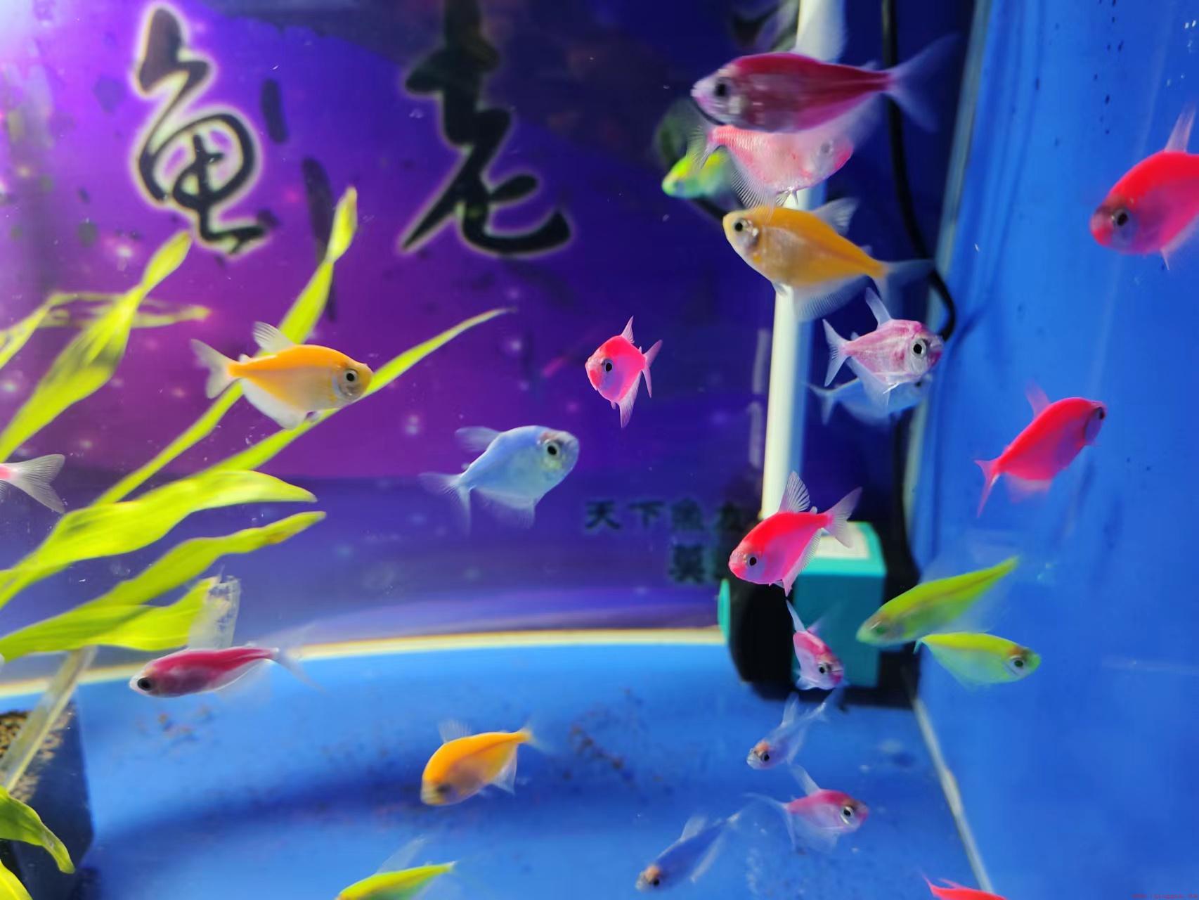 水鱼缸内小瓜虫如何处理