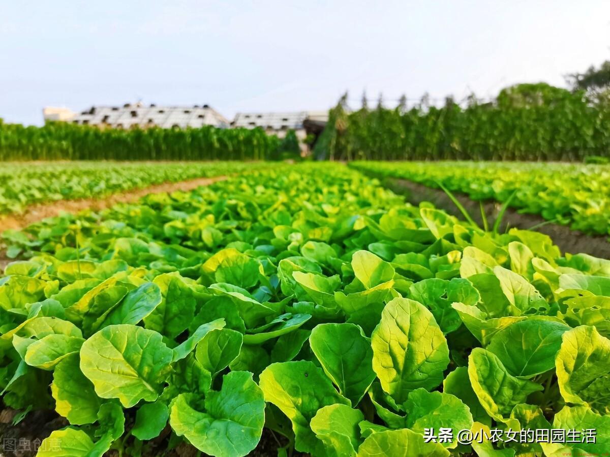 小白菜什么时候种最合适