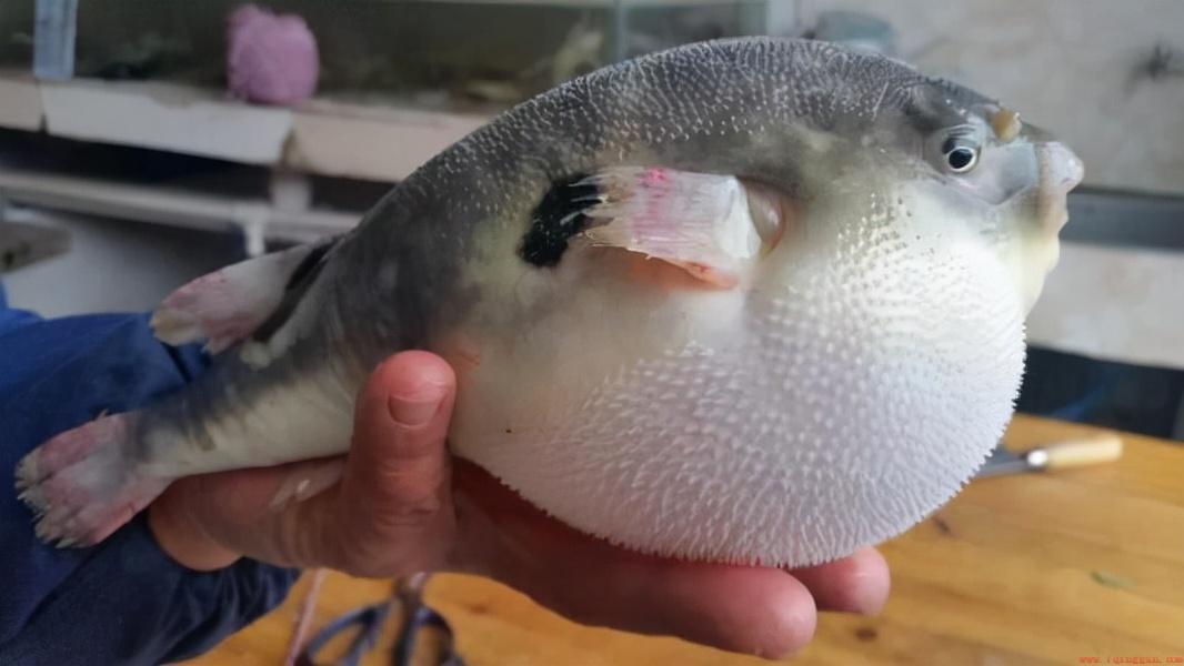 河豚是淡水鱼还是海水鱼