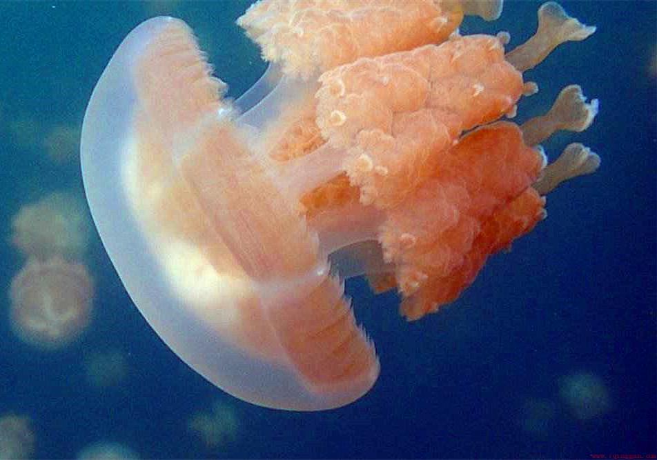 海蜇与水母的区别图解