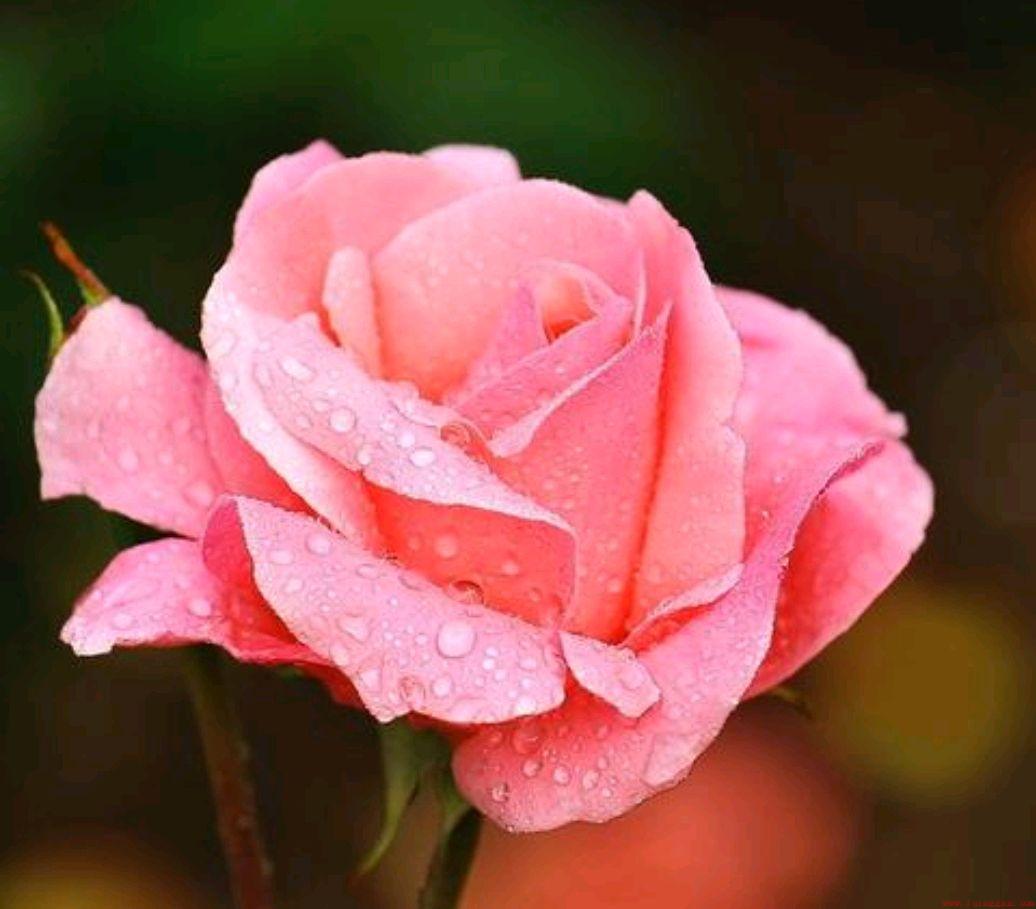 在家栽种月季花方法及注意要点