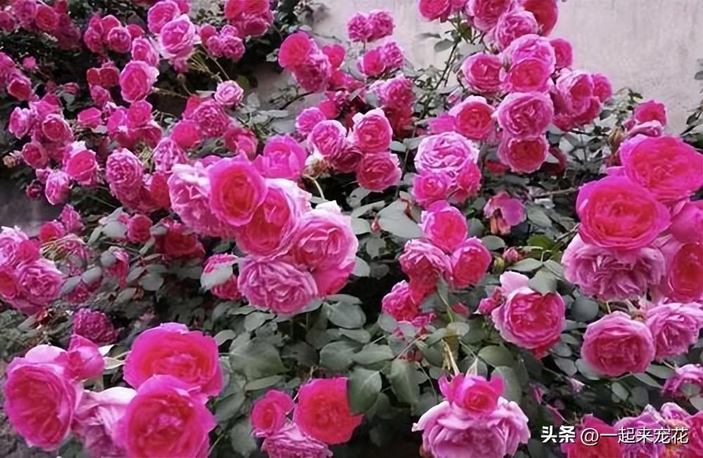 十大爬藤月季排名