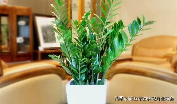 这5种花卉植物浇啤酒水长得好