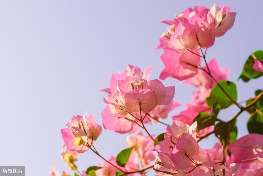 关于三角梅的花语和传说介绍
