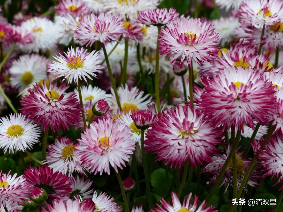 一般小雏菊适合送给暗恋的人