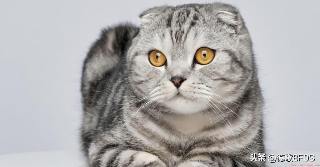 世界上十大最昂贵的宠物猫品种排名