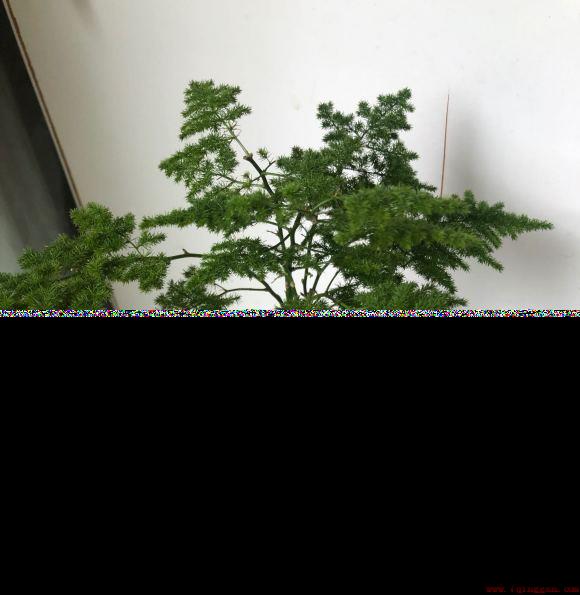 云竹和文竹的区别在哪里