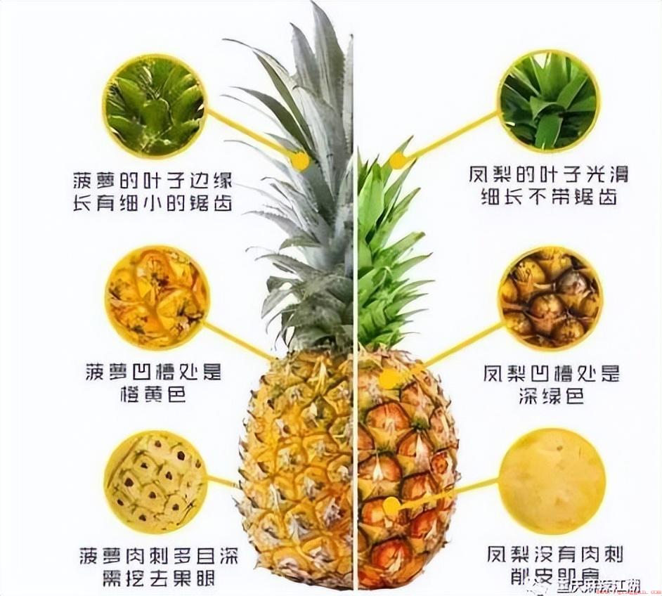两种水果哪个更好吃