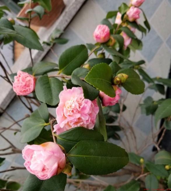 四季茶花掉叶子解决的2大技巧