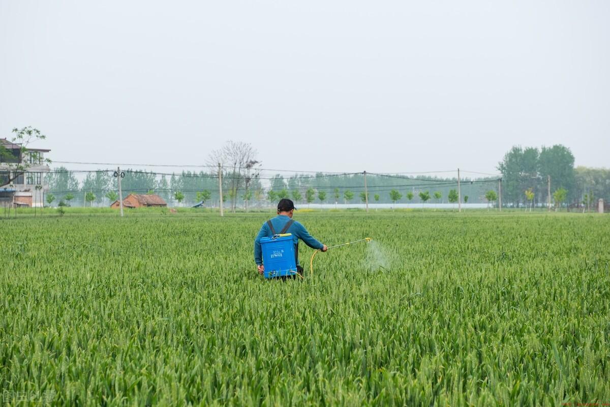 这4种杀虫剂防治蚜虫效果好