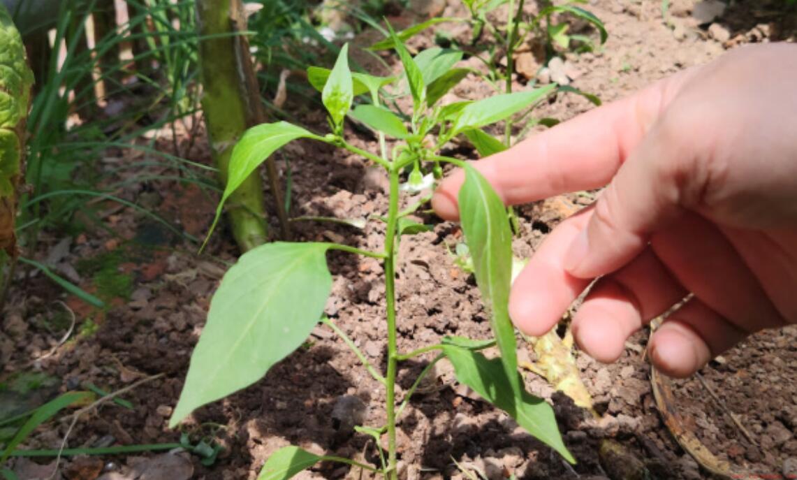 传统的蹲苗种植技术关键要点介绍