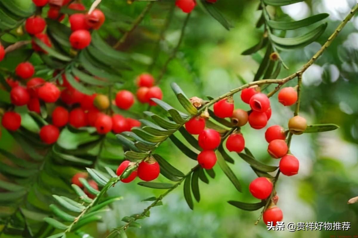 家里养八种植物招财又旺宅