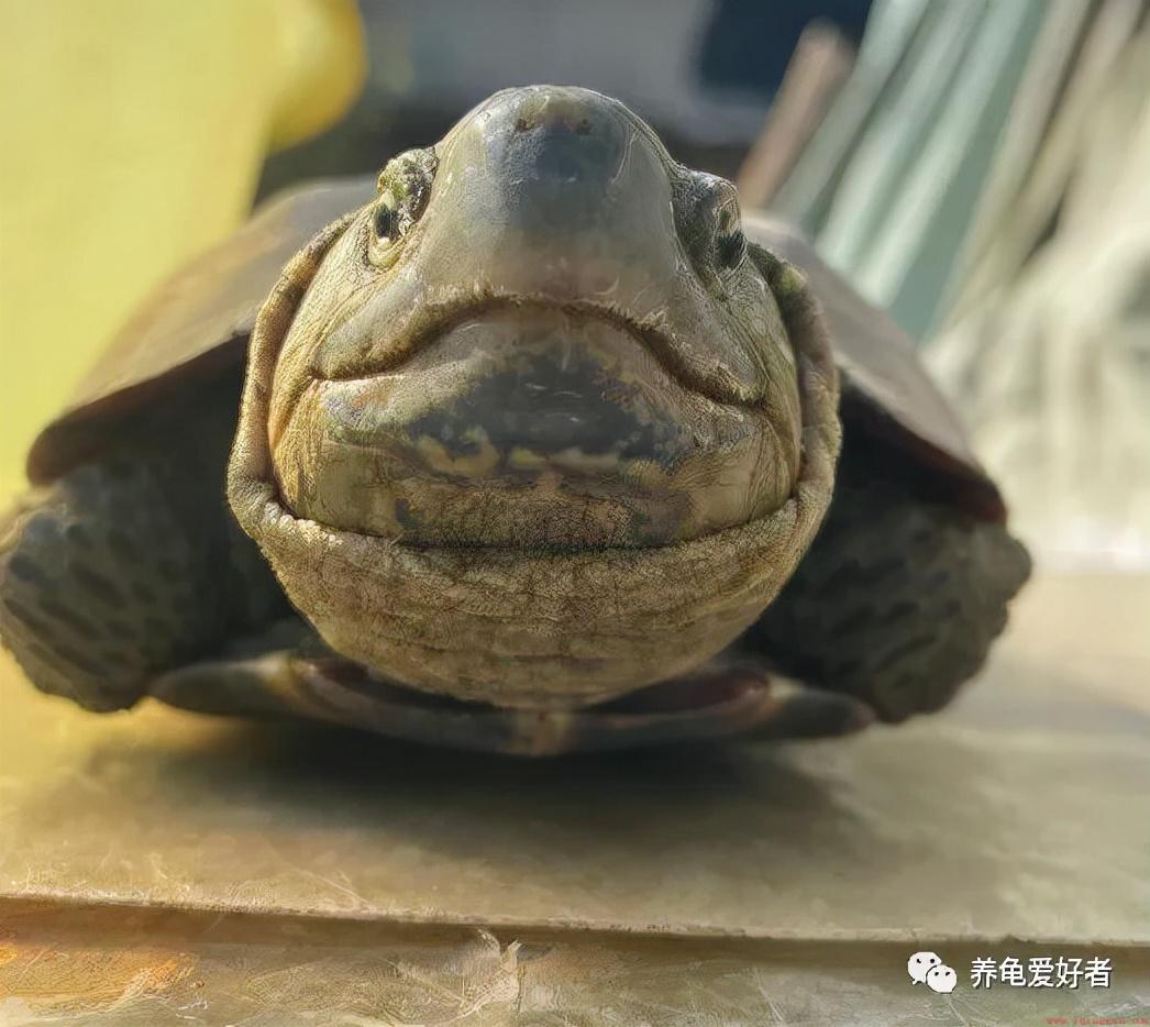 龟的投喂量也有计算公式