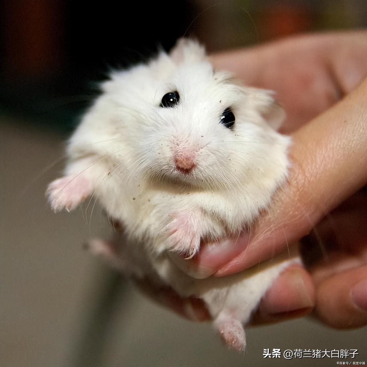 在生活习性上有哪些差距