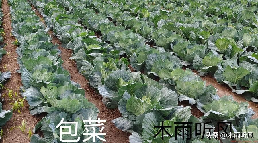 青菜不打农药用七种防虫措施