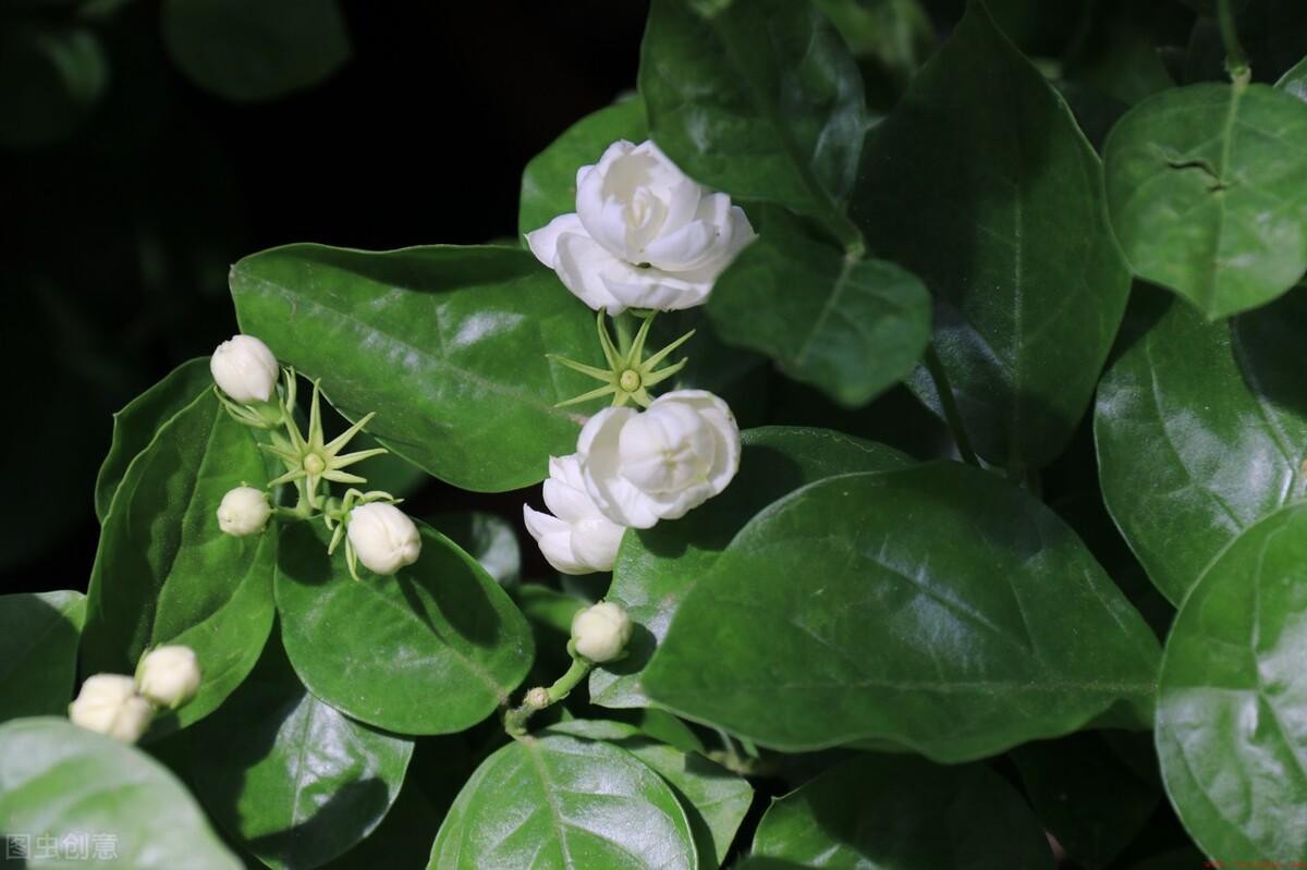 喜阳花卉茉莉花适合在家里养
