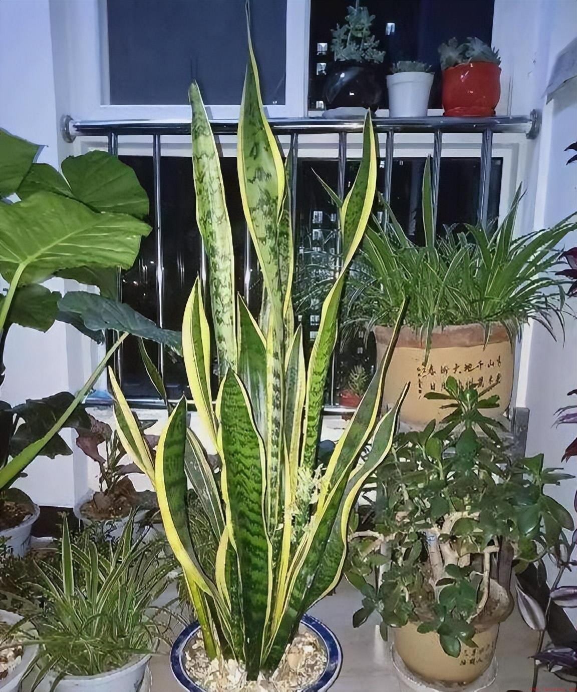 过来人的经验告诉你要不要养