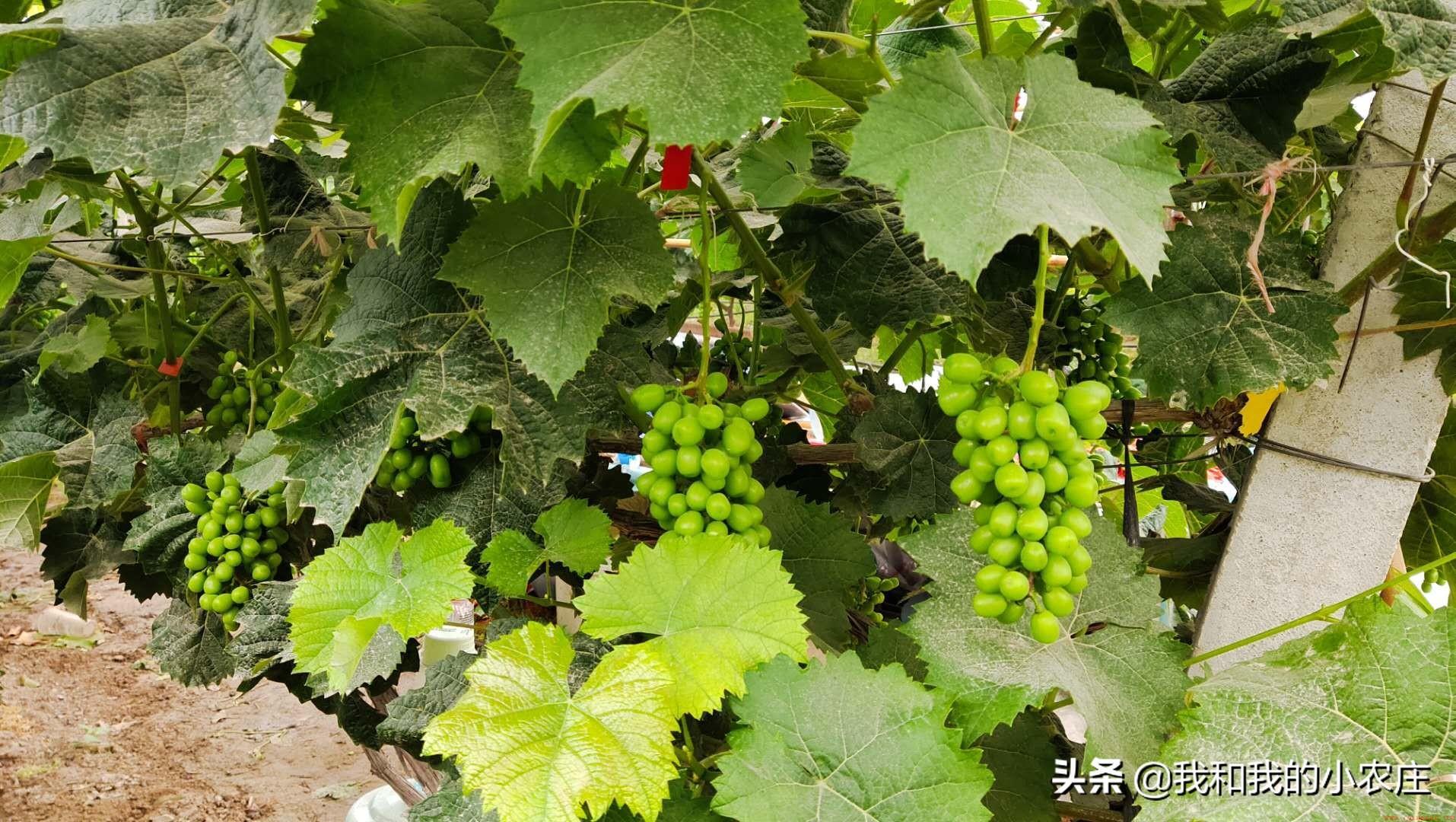 庭院葡萄种植好吃的6字诀窍