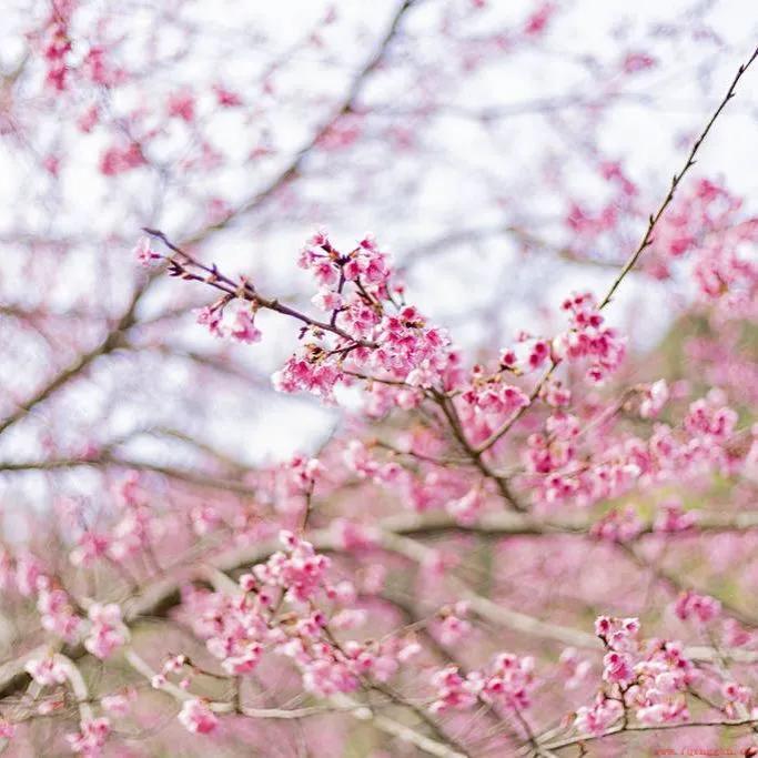 桃花在古诗文中代表的含义