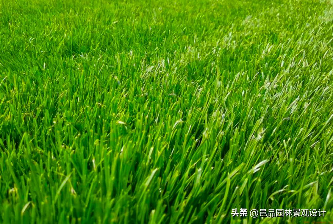 9种私家庭院草坪种类推荐