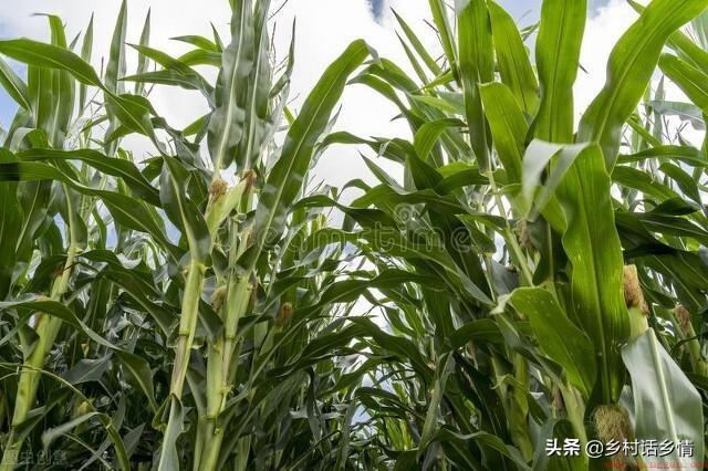 种玉米施肥用什么肥料好