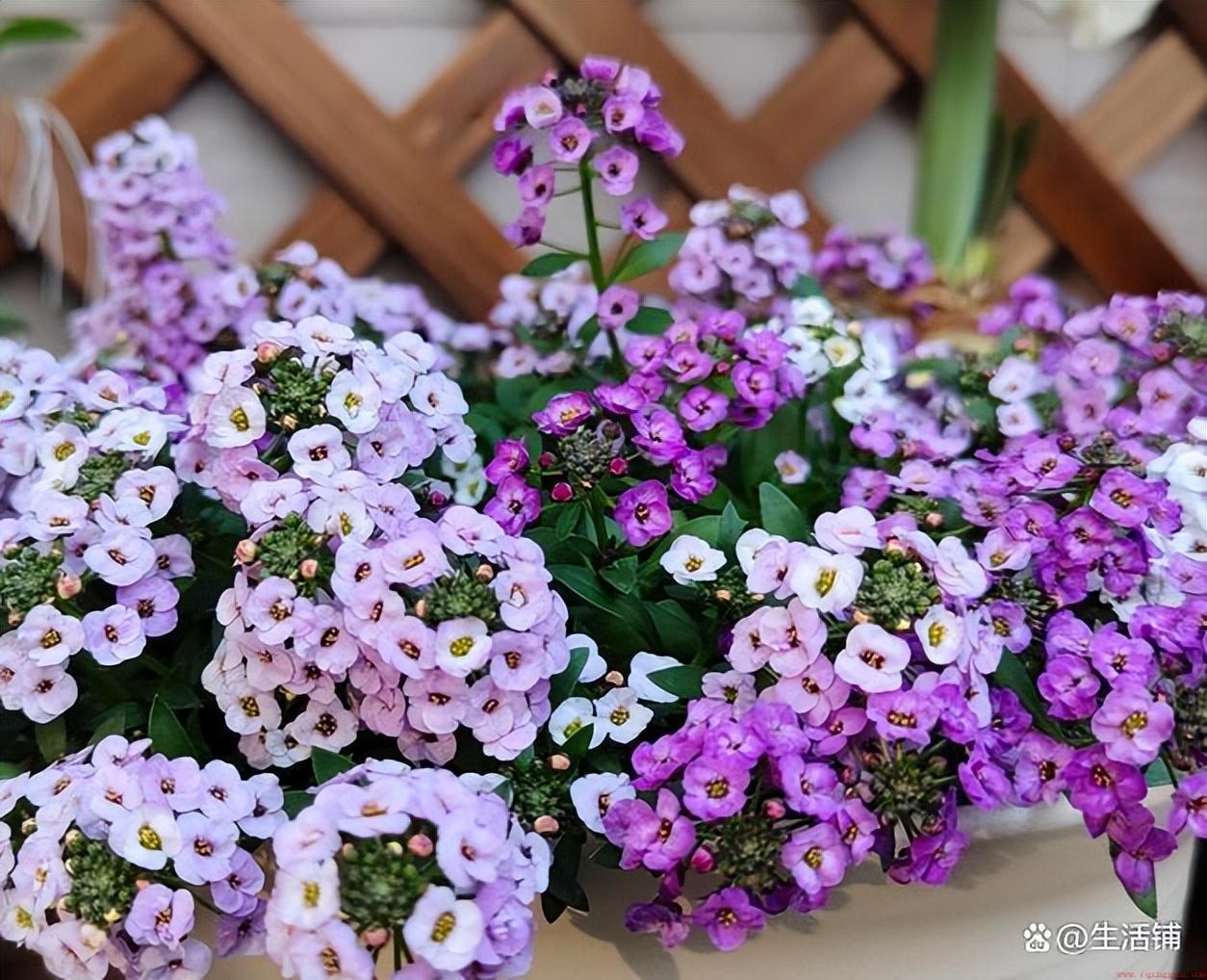5月份栽7种花好养活花量大