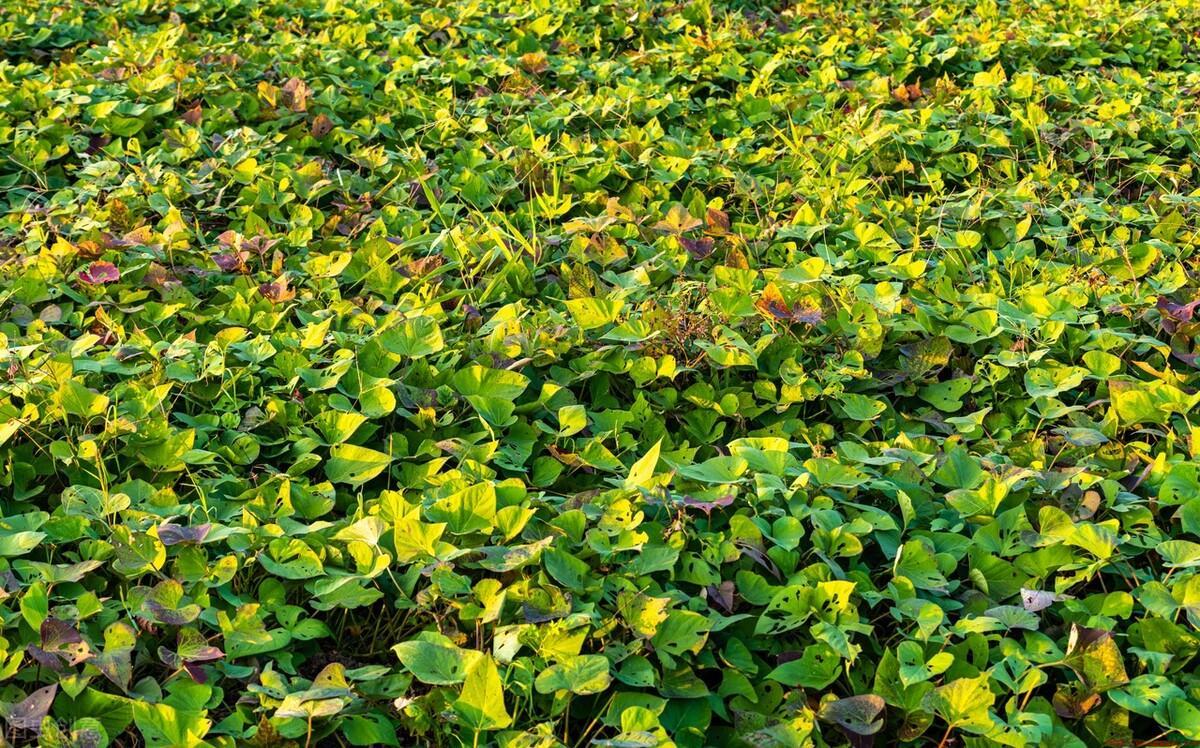 种红薯用什么肥料效果好