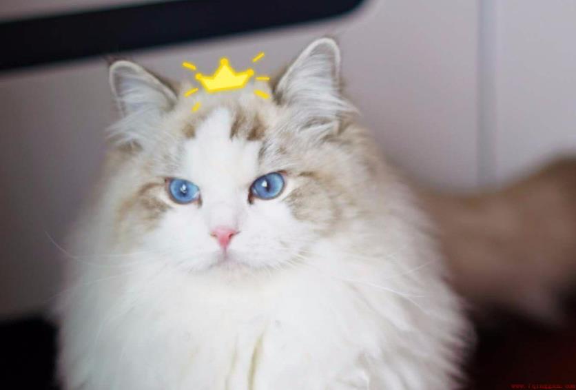 这6种粘人的宠物猫甩都甩不掉