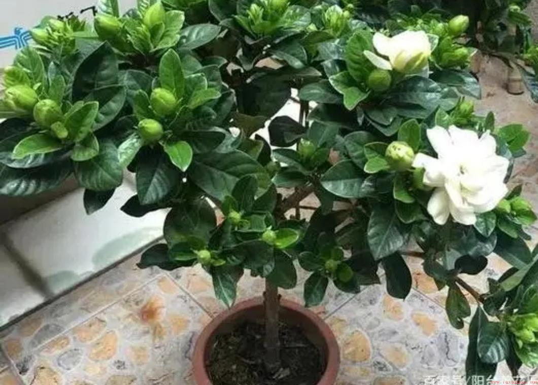 掌握养护小窍门开花更旺盛