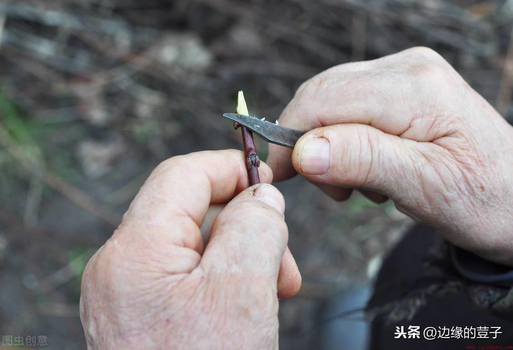 樱桃嫁接选哪些砧木比较好