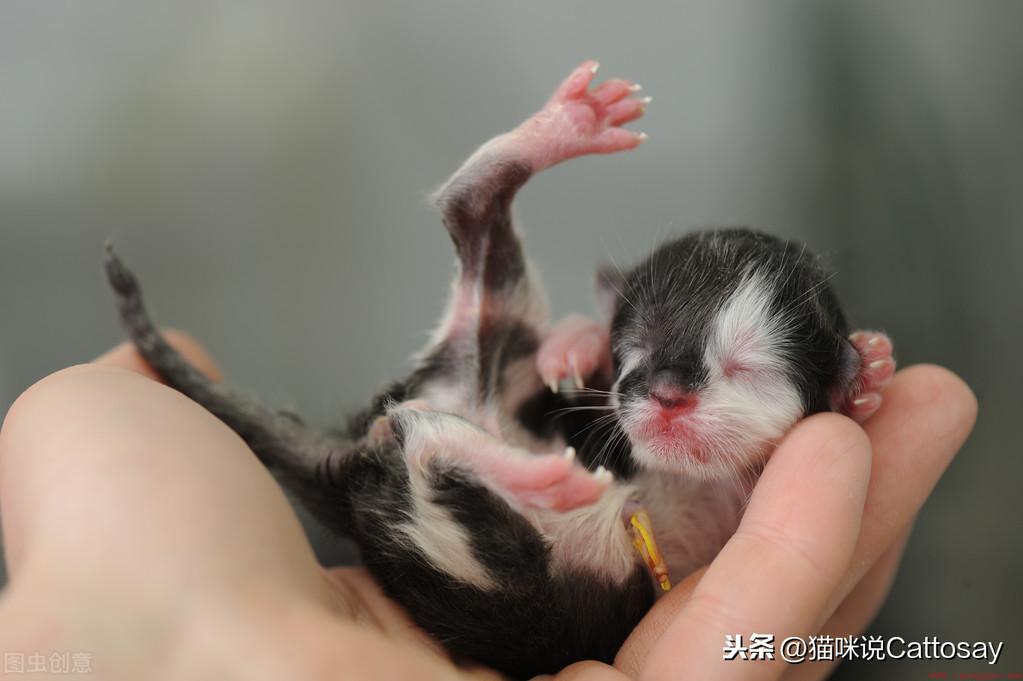猫出生后14天最为艰难时期