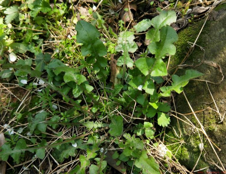 荠菜长什么样子