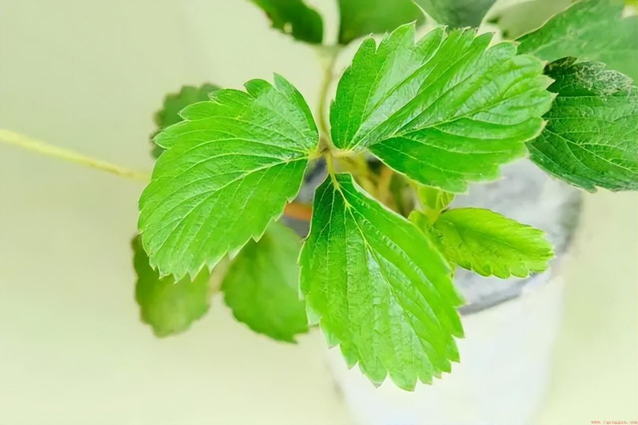 草莓苗每年都需要翻种吗
