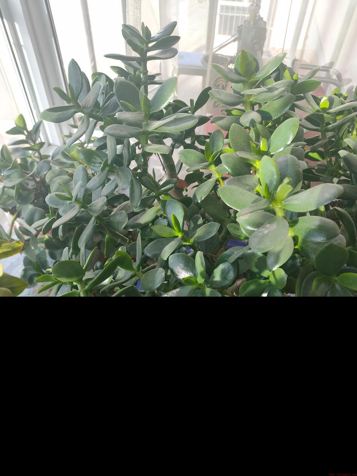 室内容易养活的花卉有哪些