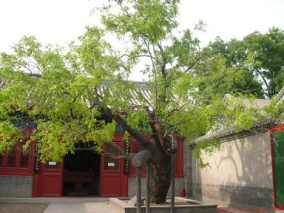 枣树栽在院子什么位置合适