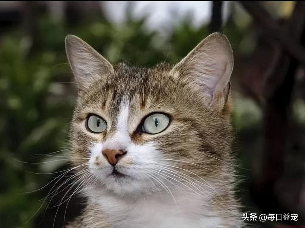 猫咪走丢了一般会在哪