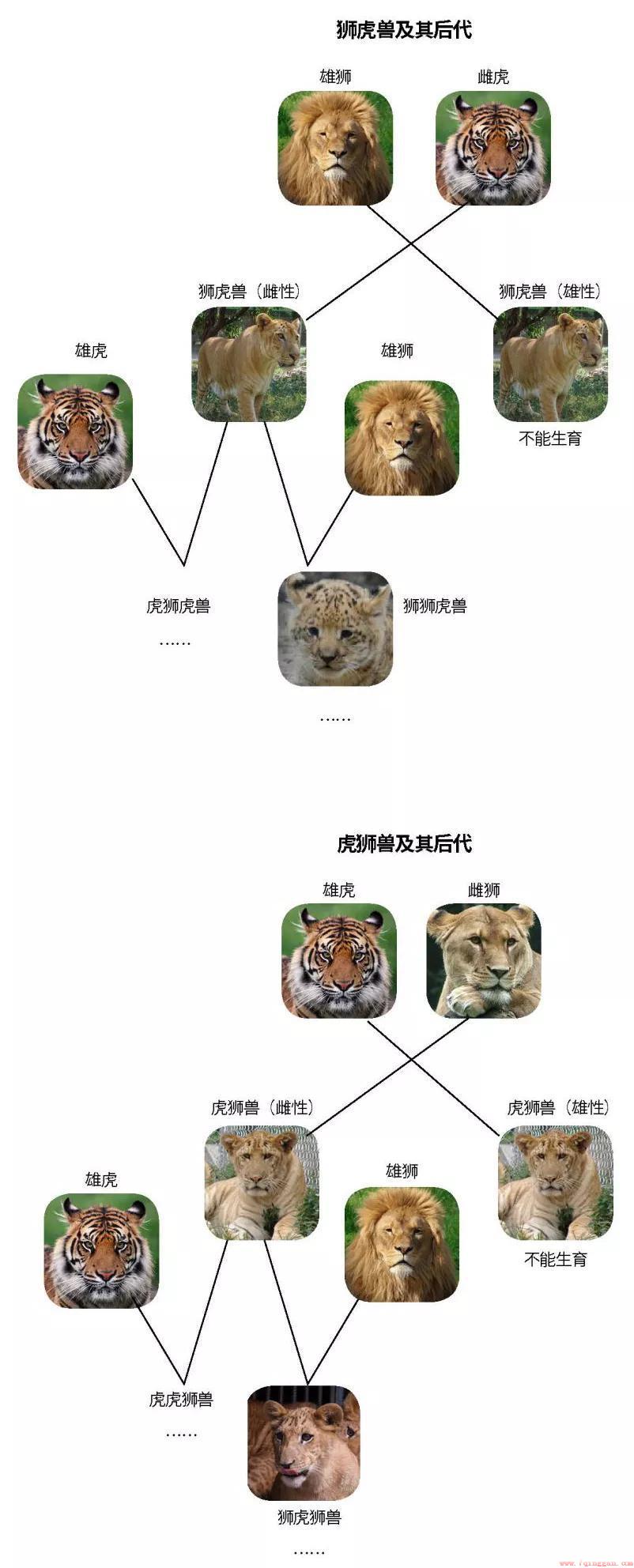 狮虎兽到底有没有生殖隔离