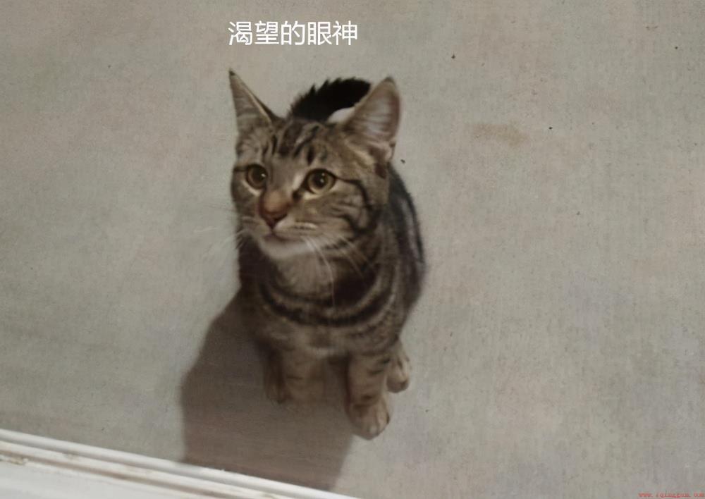 狸花猫亲近认主人的表现