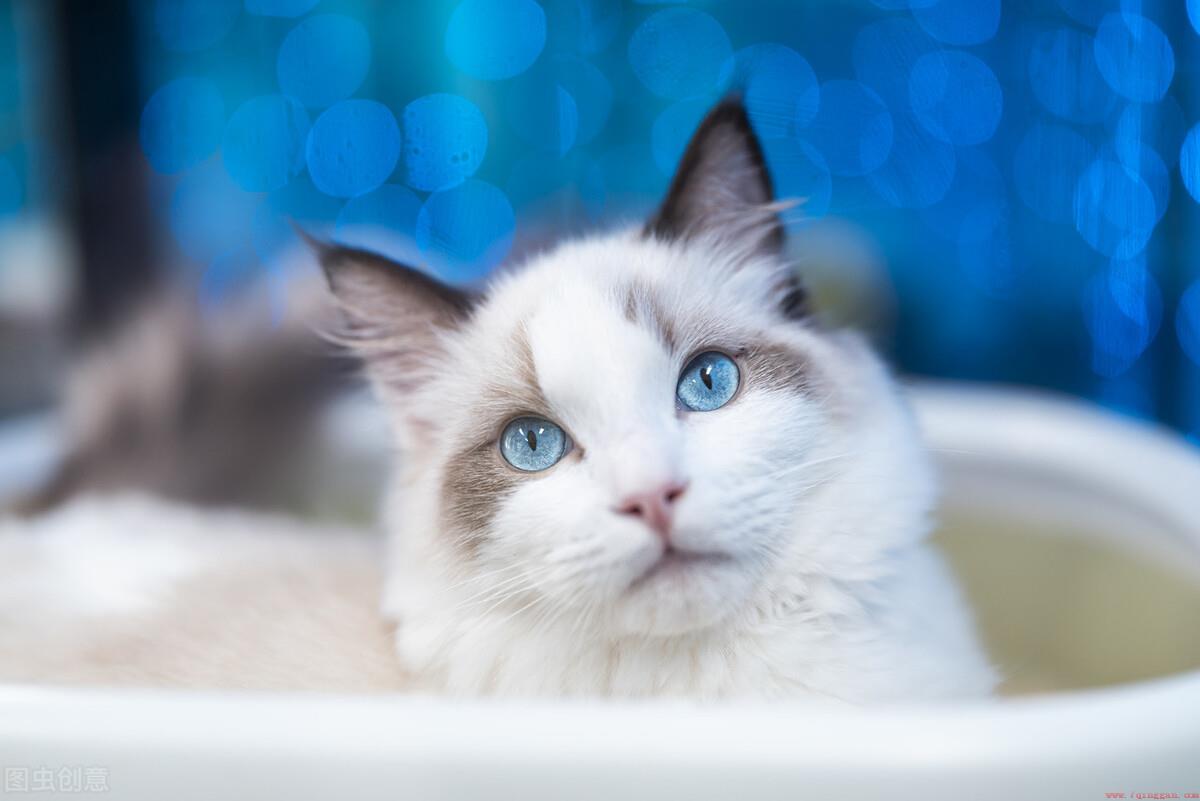 怎么才能把布偶猫养漂亮