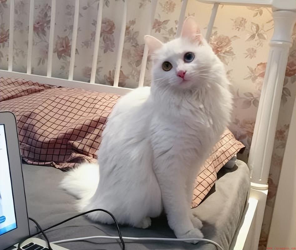 为什么很多人都不建议家里养狮子猫