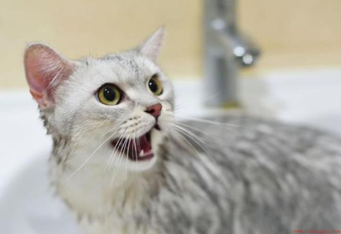 猫可以用花露水去身上跳蚤吗