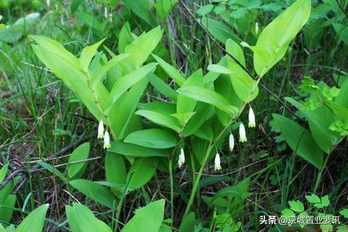 由湖南省直辖邵阳市代管