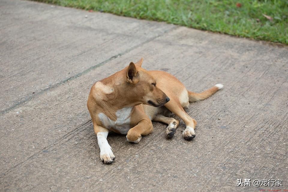 土狗为什么比其它宠物狗的寿命都要长