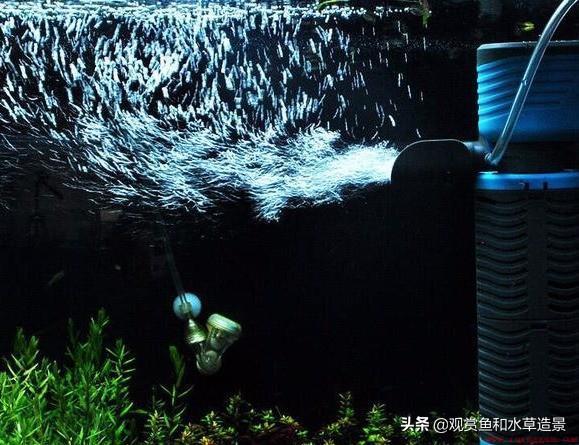 风水上来说家庭怎样养鱼比较好