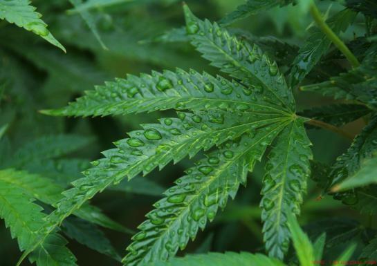 不同面料的内裤分别有哪些特点