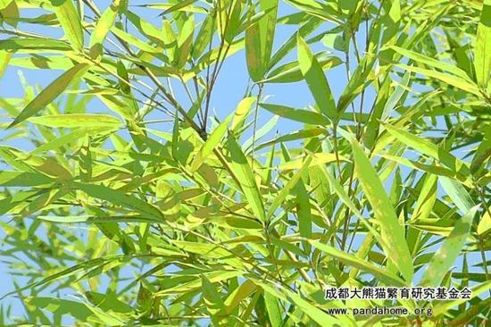 大熊猫喜欢吃的竹子类型介绍